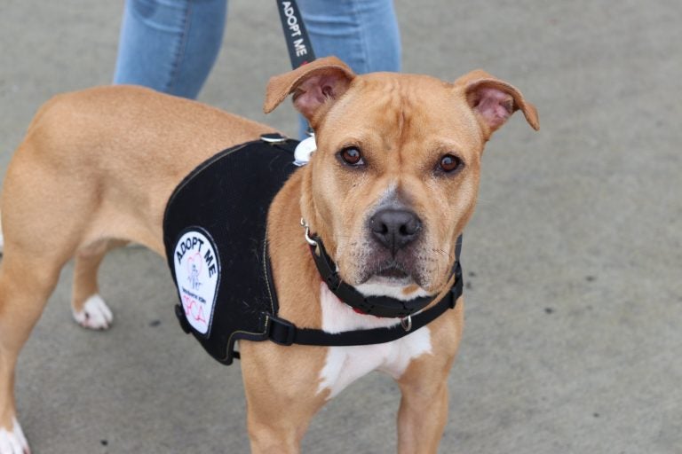 Rescue dogs like Gracie are Delaware’s newest official state dogs. She was recently up for adoption at the Brandywine Valley SPCA. (Brandywine Valley SPCA)