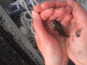 The seaweed or "ocean farms" also support animals like this tautog or blackfish (Alan Yu/WHYY)