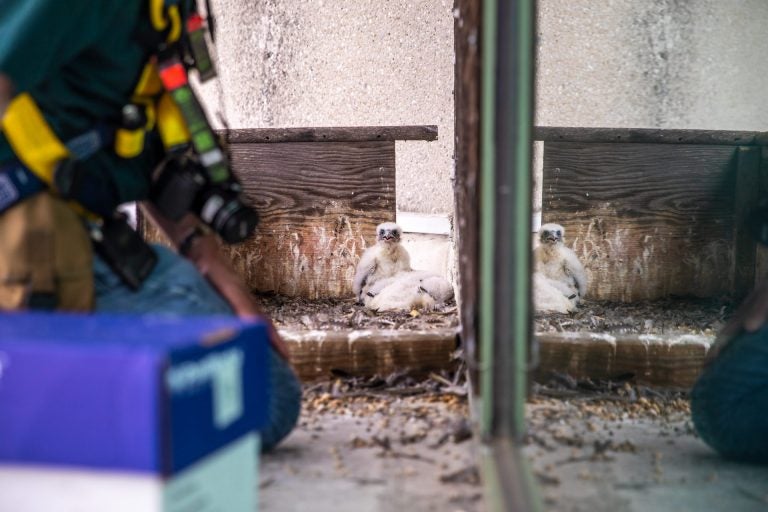 Young peregrine falcons living on a ledge of Harrisburg’s Rachel Carson building regard several state biologists with suspicion. (Courtesy of DEP)