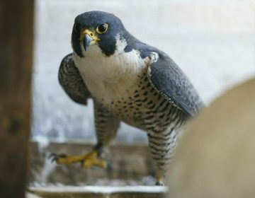 In this Wednesday, May 15, 2019, photo a mother Peregrine Falcon guards her baby and nest on the City Hall Tower, after peregrine falcon banding in Philadelphia. (Jessica Griffin/The Philadelphia Inquirer via AP)