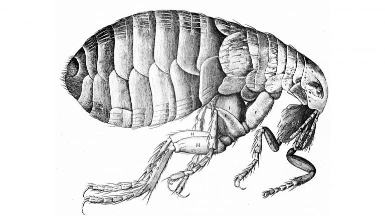 The bacterium that causes the plague travels around on fleas. This flea illustration is from Robert Hooke's Micrographia, published in London in 1665. (Getty Images)