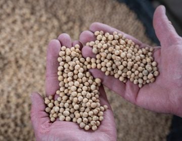 

Companies are using new gene-editing tools to alter the DNA of food crops. One of these products is a soybean with a healthier kind of oil. (Johannes Eisele/AFP/Getty Images)