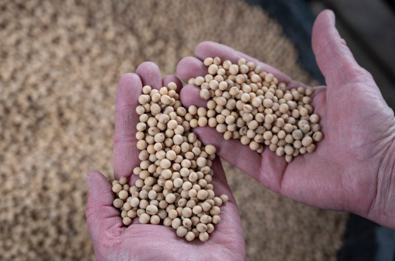 

Companies are using new gene-editing tools to alter the DNA of food crops. One of these products is a soybean with a healthier kind of oil. (Johannes Eisele/AFP/Getty Images)