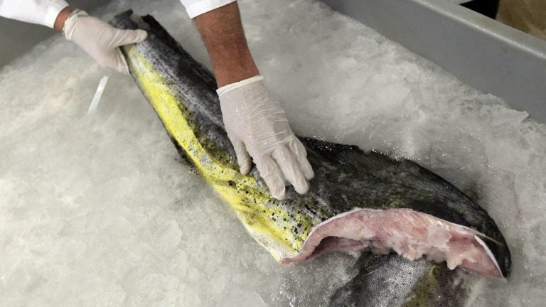 Above, fresh mahi mahi harvested from the sea. A handful of cell-based seafood companies are attempting to create fresh fish species, including mahi mahi, in a lab — where they will be grown without a head, tail, skin or bones. (Boston Globe/Boston Globe via Getty Images)
