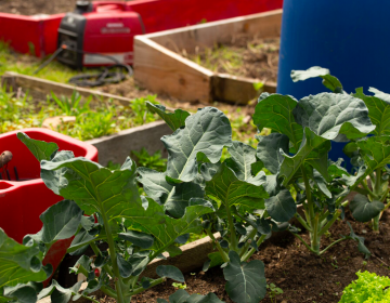 Greens grow at Five Loaves and Two Fishes community garden in Overbrook. (Angela Gervasi for WHYY)