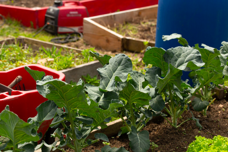 Greens grow at Five Loaves and Two Fishes community garden in Overbrook. (Angela Gervasi for WHYY)