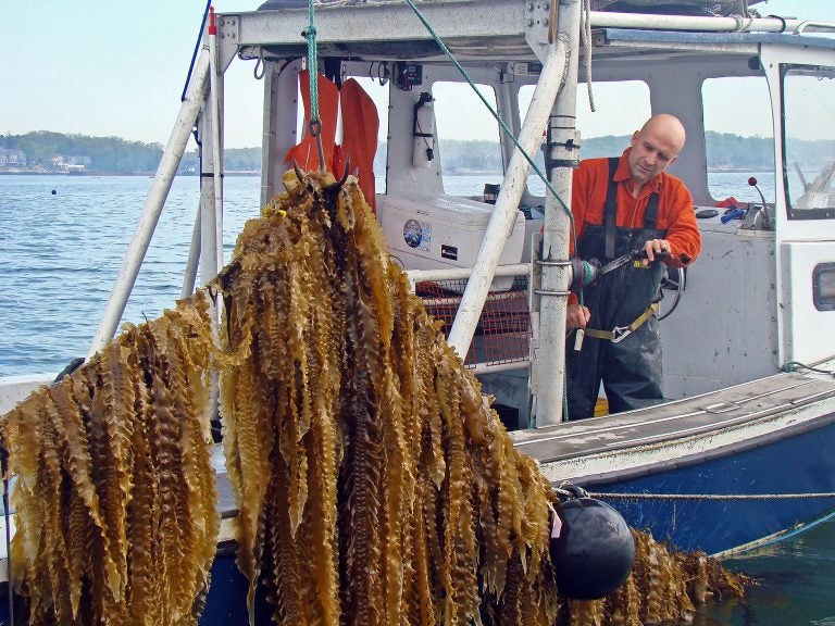 Bren Smith lifts a line of kelp on his farm. Photo provided by GreenWave