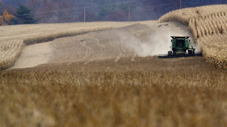 Daniel Melhorn drives his combine through a field of soybeans in Danville, Pa., Wednesday afternoon Nov. 12, 2008 as three whitetail deer move from one section of corn to another behind the harvester. (Jimmy May/Associated Press/Bloomsburg Press Enterprise)