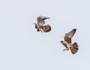 Falcons soar through the sky above downtown Wilmington. The birds were closely monitored by dozens of bird watchers as part of the Delaware Ornithological Society’s 12th annual falcon watch. (Courtesy Jerry am Ende/Delaware Ornithological Society)