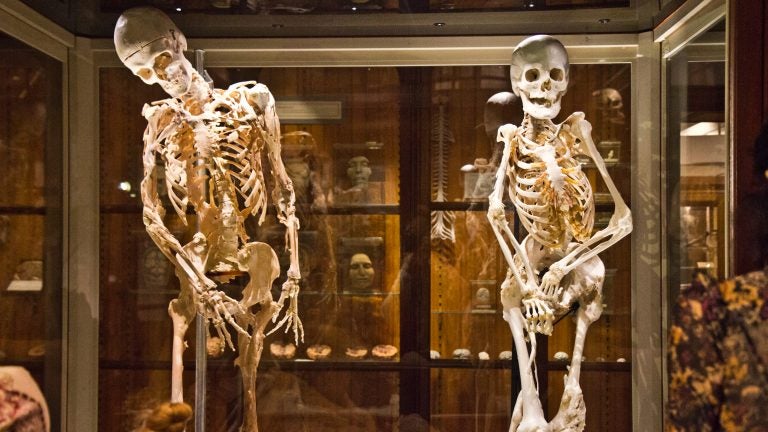 Skeletons on display at the museum