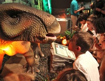 Gavin Fisher, 5, peers into the mouth of an animatronic iguanodon at the Academy of Natural Sciences' 