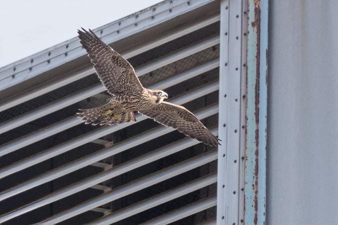 Falcons soar through the sky above downtown Wilmington. The birds were closely monitored by dozens of bird watchers as part of the Delaware Ornithological Society’s 12th annual falcon watch. (Courtesy Jerry am Ende/Delaware Ornithological Society)