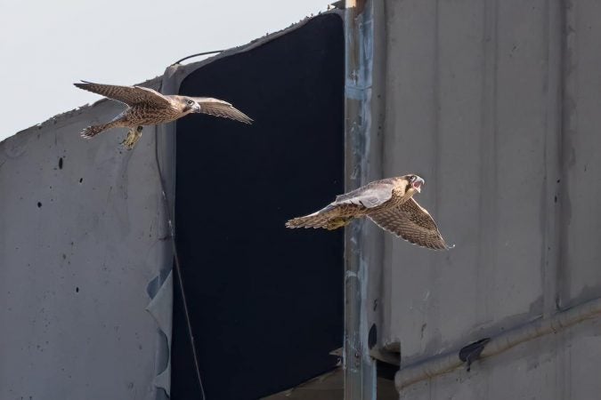 Falcons soar through the sky above downtown Wilmington. The birds were closely monitored by dozens of bird watchers as part of the Delaware Ornithological Society’s 12th annual falcon watch. (Courtesy Jerry am Ende/Delaware Ornithological Society)