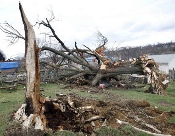 A large tree lays uprooted past the hole where it came from in a yard as people continue cleanup efforts, Thursday, March 24, 2011 in Hempfield, Pa. Severe storms went through the Westmoreland County area on Wednesday March 23, 2011, causing severe damage. The National Weather Service has confirmed that a tornado was responsible for destroying 30 homes and badly damaging about 60 more in western Pennsylvania. (Keith Srakocic)