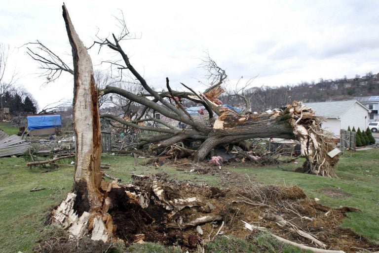 A large tree lays uprooted past the hole where it came from in a yard as people continue cleanup efforts, Thursday, March 24, 2011 in Hempfield, Pa. Severe storms went through the Westmoreland County area on Wednesday March 23, 2011, causing severe damage. The National Weather Service has confirmed that a tornado was responsible for destroying 30 homes and badly damaging about 60 more in western Pennsylvania. (Keith Srakocic)