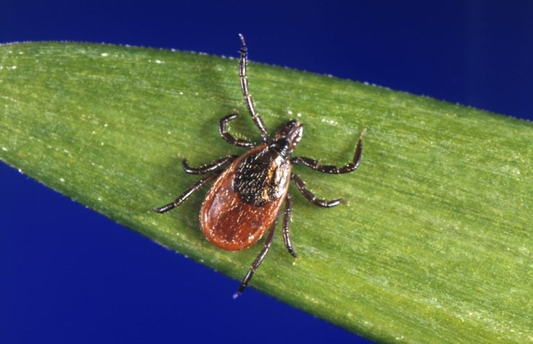 In this undated file photo provided by the U.S. Centers for Disease Control and Prevention (CDC), a blacklegged tick - also known as a deer tick, rests on a plant. (CDC via AP)