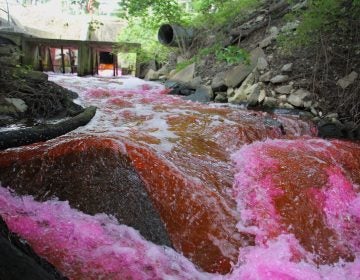 Red dye is released from the Kent County wastewater treatment plant into The Gut, a tributary of the Murderkill River which runs into the Delaware Bay. (Emma Lee/WHYY)