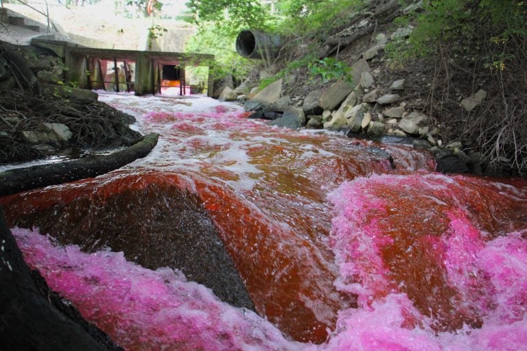 Red dye is released from the Kent County wastewater treatment plant into The Gut, a tributary of the Murderkill River which runs into the Delaware Bay. (Emma Lee/WHYY)