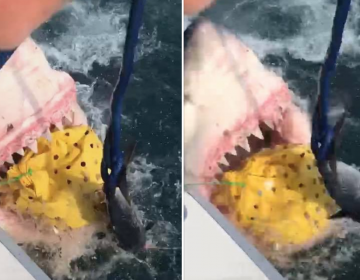 A great white shark grabs a bag filled with bait off the New Jersey coast on Monday. (Courtesy of Jeff Crilly)
