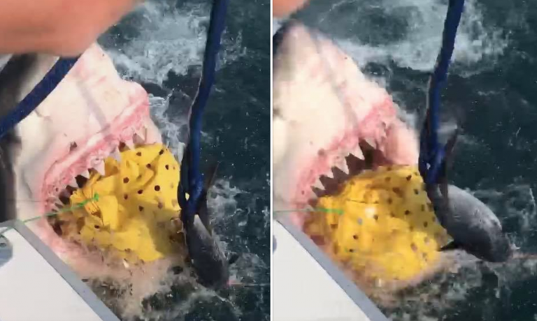 Shark in new jersey online