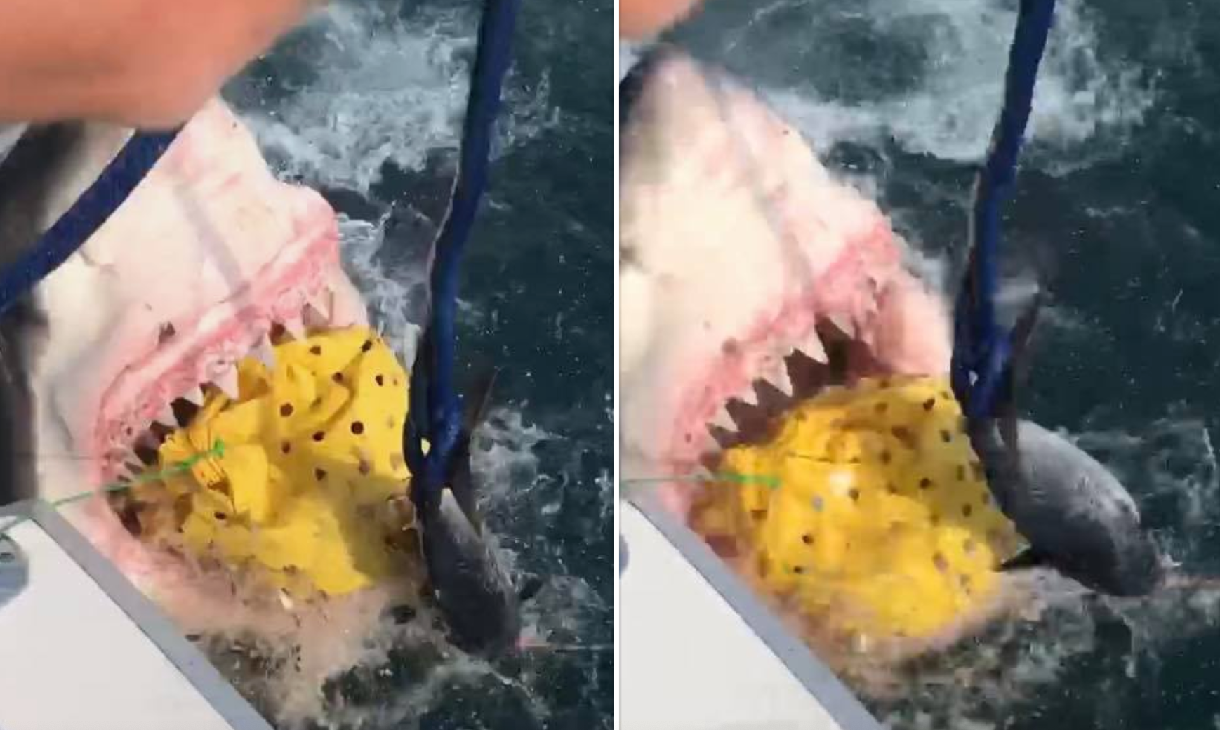 New Jersey fishermen accidentally catch 7-foot great white shark