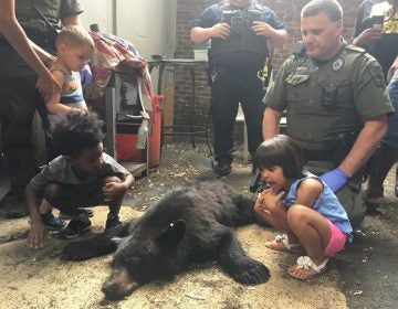 Children got a lesson in wildlife management after the Pa. Game Commission tranquilized a bear that had wandered into Harrisburg. (Katie Meyer/WITF)