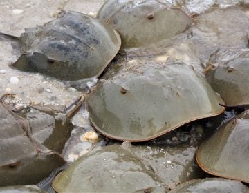 A group of male and female Horseshoe crabs on the beach