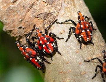SLF-spotted lanternfly (Lycorma delicatula) 4th instar nymph (red body) in Pennsylvania, on July 20, 2018. USDA-ARS Photo by Stephen Ausmus.