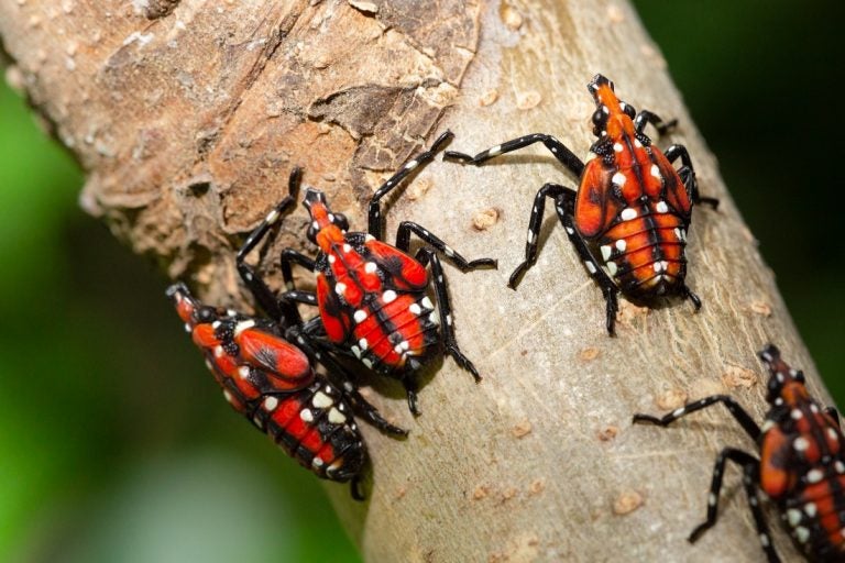 SLF-spotted lanternfly (Lycorma delicatula) 4th instar nymph (red body) in Pennsylvania, on July 20, 2018. USDA-ARS Photo by Stephen Ausmus.