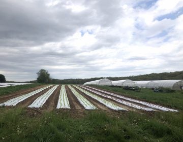 Lettuce sprouts amid rows of plastic covering the ground at One Straw Farm, an organic operation north of Baltimore. Although conventional farmers also use plastic mulch, organic produce farms like One Straw rely on the material even more because they must avoid chemical weed killers, which are banned in organic farming. (Lisa Elaine Held/NPR)