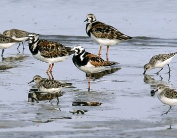 In this May 22, 2018 photo, ruddy turnstones, larger birds, and semipalmated sandpipers walk near the shoreline at Kimbles Beach, Middle Township NJ.  Each spring, shorebirds migrating from South America to the Arctic stop on the sands of Delaware Bay to feast on masses of horseshoe crab eggs. It's a marvel of ecology. It's also one of the world's hot-spots for bird flu and a bonanza for scientists seeking clues to how influenza evolves so they just might better protect people.  (AP Photo/Jacqueline Larma). (AP Photo/Jacqueline Larma)