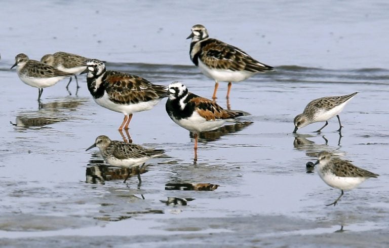 In this May 22, 2018 photo, ruddy turnstones, larger birds, and semipalmated sandpipers walk near the shoreline at Kimbles Beach, Middle Township NJ.  Each spring, shorebirds migrating from South America to the Arctic stop on the sands of Delaware Bay to feast on masses of horseshoe crab eggs. It's a marvel of ecology. It's also one of the world's hot-spots for bird flu and a bonanza for scientists seeking clues to how influenza evolves so they just might better protect people.  (AP Photo/Jacqueline Larma). (AP Photo/Jacqueline Larma)