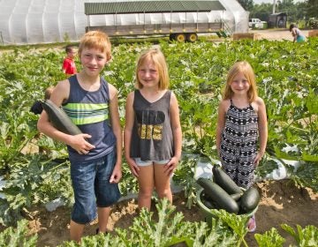 (From left) Jesse, Charolette and Willow Laux pick squash for communities in need at Duffield’s Farm. (Kimberly Paynter/WHYY)