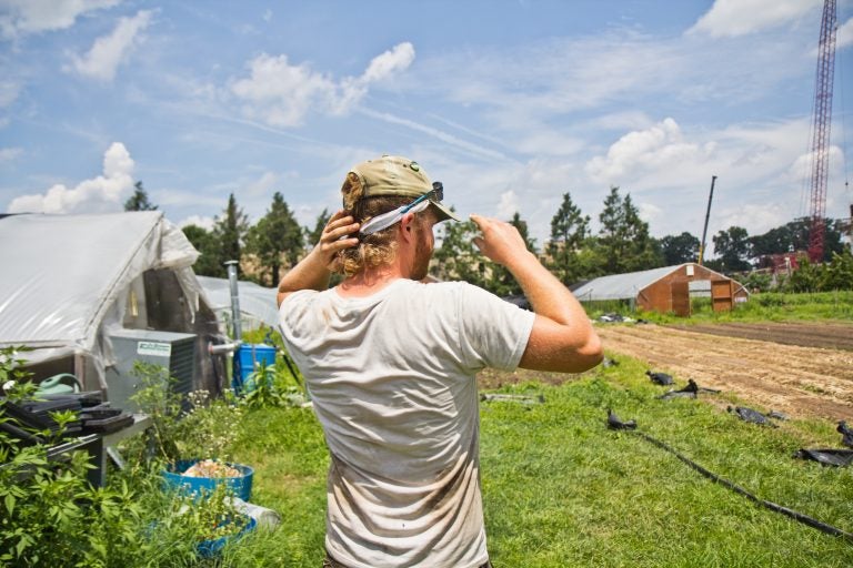 Adrian Galbraith-Paul is the manager of Heritage Farm in Philadelphia. (Kimberly Paynter/WHYY)