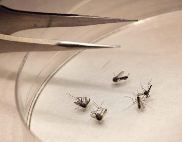 Mosquitos are sorted in a lab