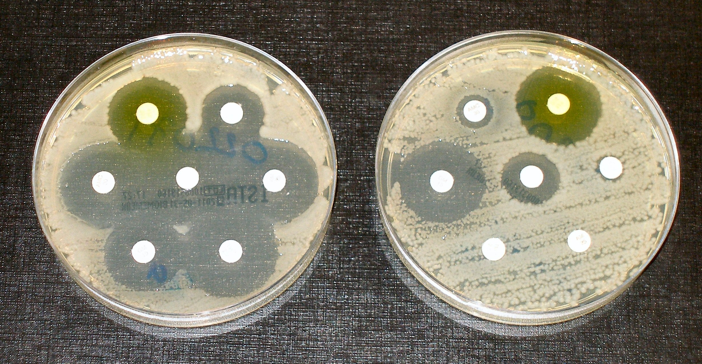 Antibiotic resistance tests