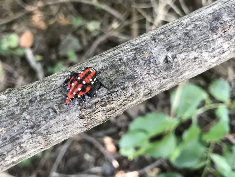 A spotted lanternfly nymph. (Marie Cusick/StateImpact Pennsylvania)