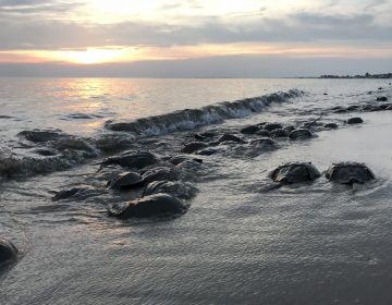 Horseshoe crabs are visible on the beach.