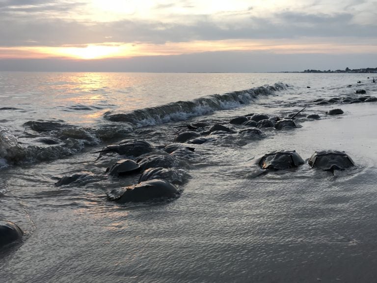 Horseshoe crabs are visible on the beach.