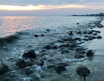 When the spring high tides strike, horseshoe crabs know its time to spawn. Tens of thousands of them descend on the Delaware Bay every year for an epic mating ritual. (Steph Yin/WHYY)