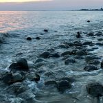 When the spring high tides strike, tens of thousands of horseshoe crabs descend on the Delaware Bay to spawn. (Steph Yin / WHYY)