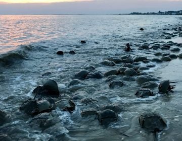 When the spring high tides strike, tens of thousands of horseshoe crabs descend on the Delaware Bay to spawn. (Steph Yin / WHYY)