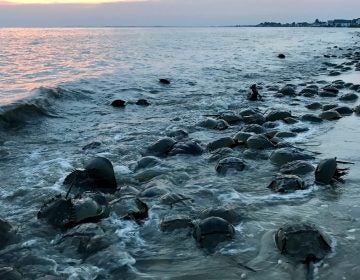 Horseshoe crabs along the shoreline at the beach