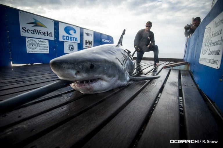 The great white shark 'Miss May.' (Image courtesy of OCEARCH)