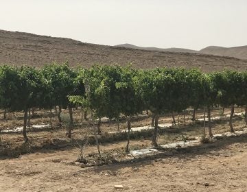 Using desert-taming techniques the ancients mastered, farmers in Israel’s Negev desert are growing wine grapes. (Image courtesy of Ben-Gurion University)