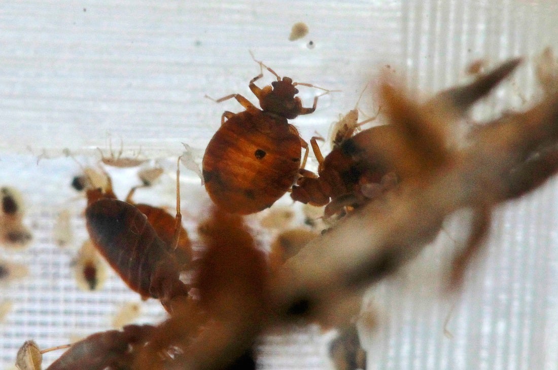 Philly Bedbug Bill Advances Whyy