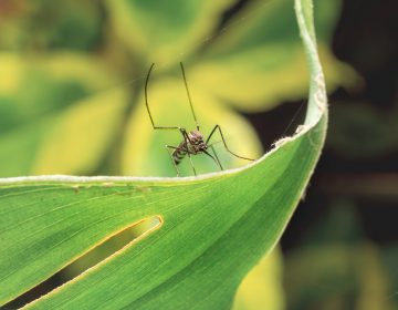 Close up photo of a mosquito on a leaf