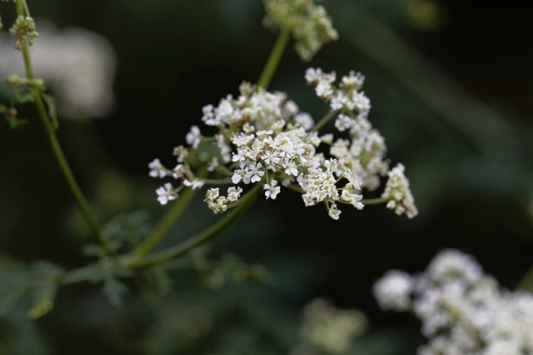 Hemlock flowers (Bigstock/ChWeiss)