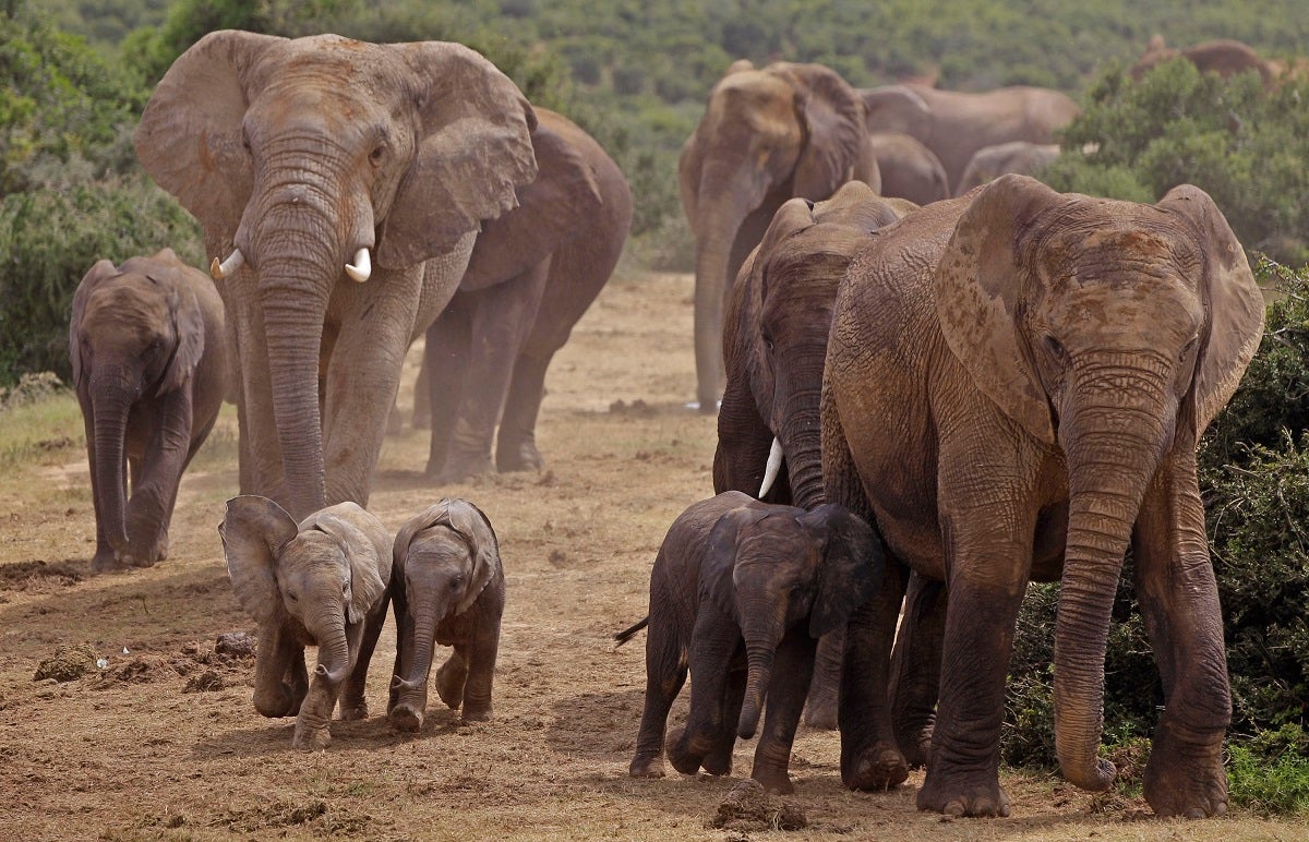 Elephants: conservation, the illegal ivory trade, and their