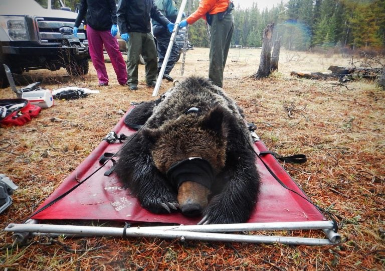 A field crew prepares to weigh a grizzly bear they have collared as part of ongoing research into Alberta's grizzly population. (Molly Segal/For WHYY)